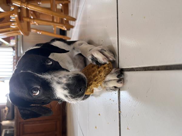 /Images/uploads/Louies Legacy Animal Rescue/cutest-rescue-pet-2023/entries/28102thumb.jpg